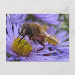 Bee On Flower Postcard