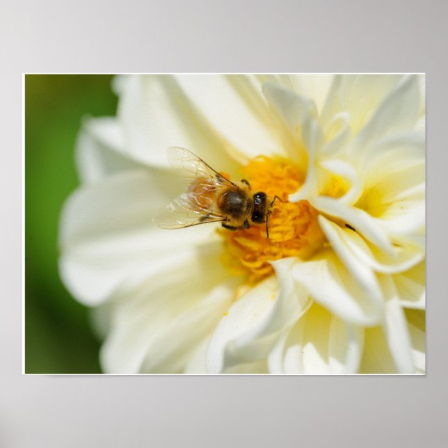 Bee on Flower Poster (Front)