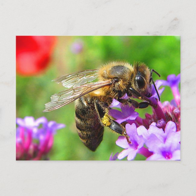 Bee on flowers Postcard