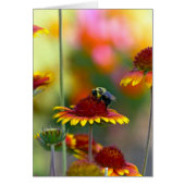 Bee on Gaillardia (Front)