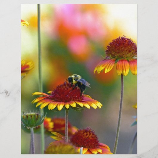 Bee on Gaillardia (Front)