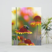 Bee on Gaillardia (Standing Front)
