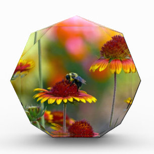 Bee on Gaillardia Award