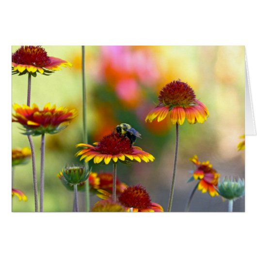 Bee on Gaillardia Cards (Front Horizontal)