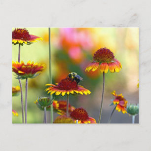 Bee on Gaillardia Postcard