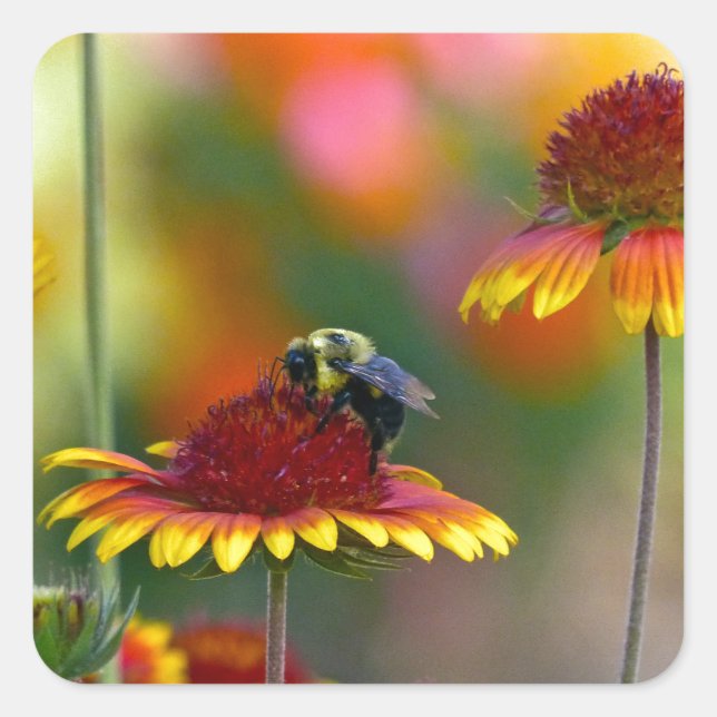 Bee on Gaillardia Square Sticker (Front)