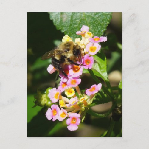 Bee on Lantana Postcard