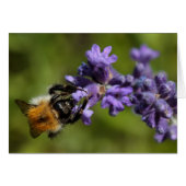 Bee on Lavender (Front Horizontal)