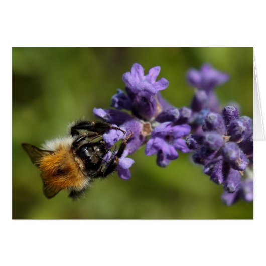 Bee on Lavender (Front Horizontal)