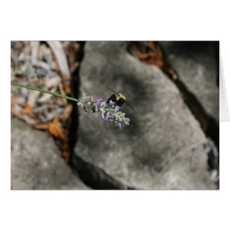 "bee on lavender" by Larry Coressel Cards