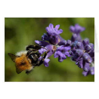 Bee on Lavender Cards