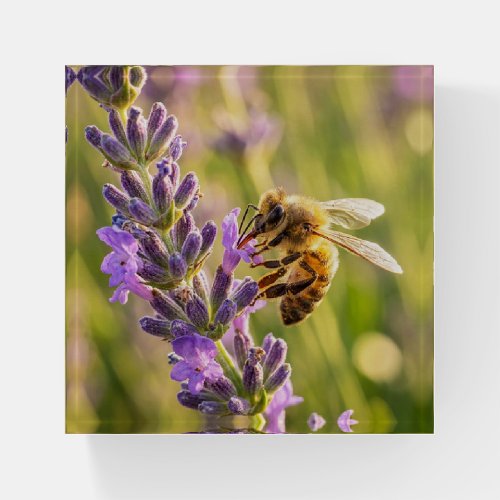 Bee on Lavender Paperweight