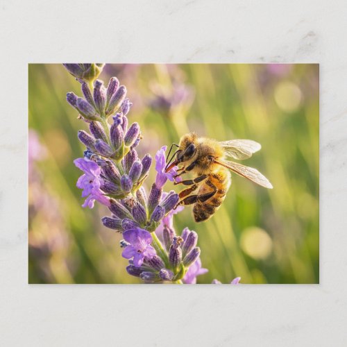 Bee on Lavender Postcard
