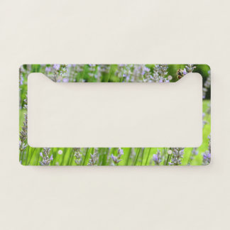 Bee on Lavender Summer Floral License Plate Frame