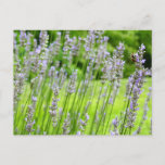 Bee on Lavender Summer Floral Postcard