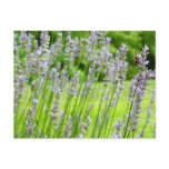 Bee on Lavender Summer Floral Postcard