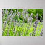Bee on Lavender Summer Floral Poster