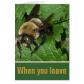 Bee on Lemon Balm (Front)