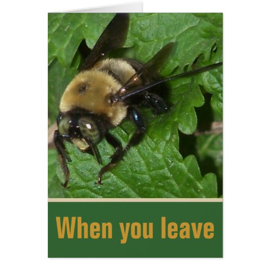 Bee on Lemon Balm (Front)