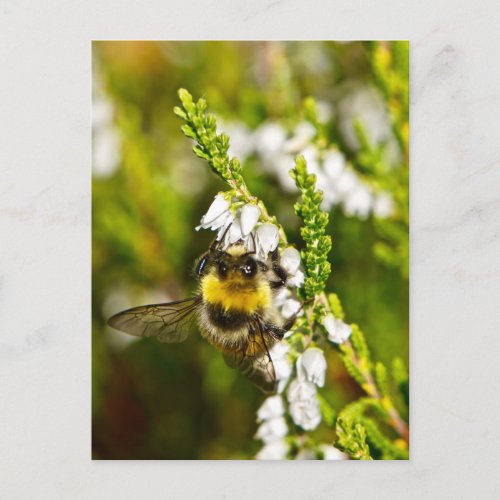 Bee on Lucky White Heather Postcard