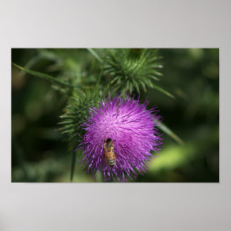 Bee on Milk Thistle Poster