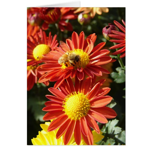 Bee on Mums Cards (Front)