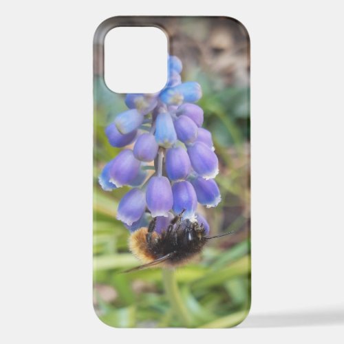 Bee on Muscari Armeniacum  Grape Hyacinth iPhone 12 Case