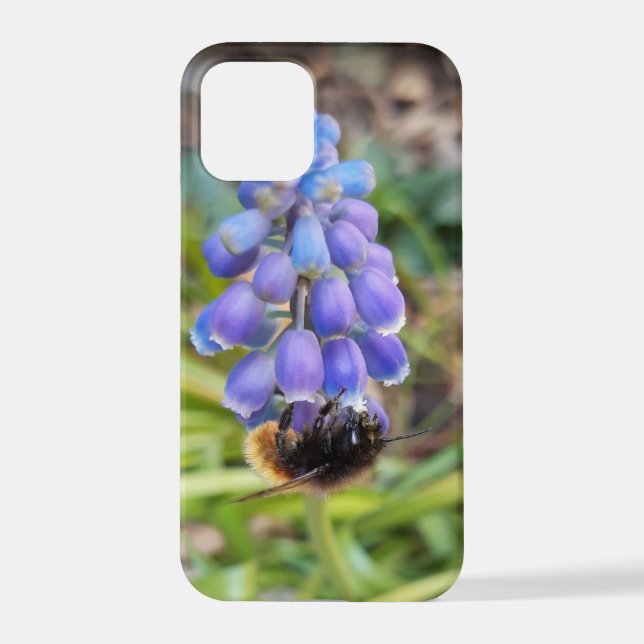 Bee on Muscari Armeniacum , Grape Hyacinth iPhone Case (Back)