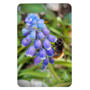 Bee on Muscari Armeniacum , Grape Hyacinth Magnet