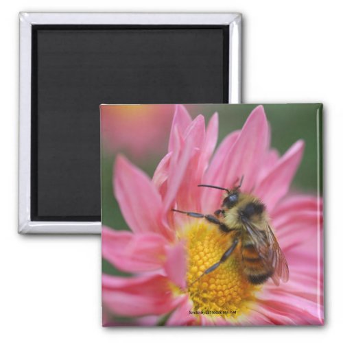 Bee On Pink Daisy Flower Photo Magnet