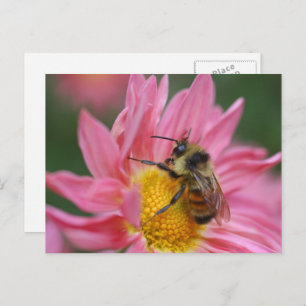 Bee On Pink Daisy Flower Photography  Postcard