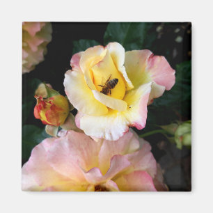Bee on Pink Yellow Roses Flowers Magnet