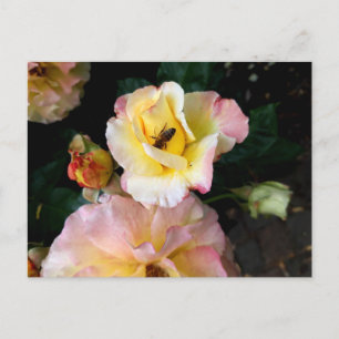 Bee on Pink Yellow Roses Flowers Postcard