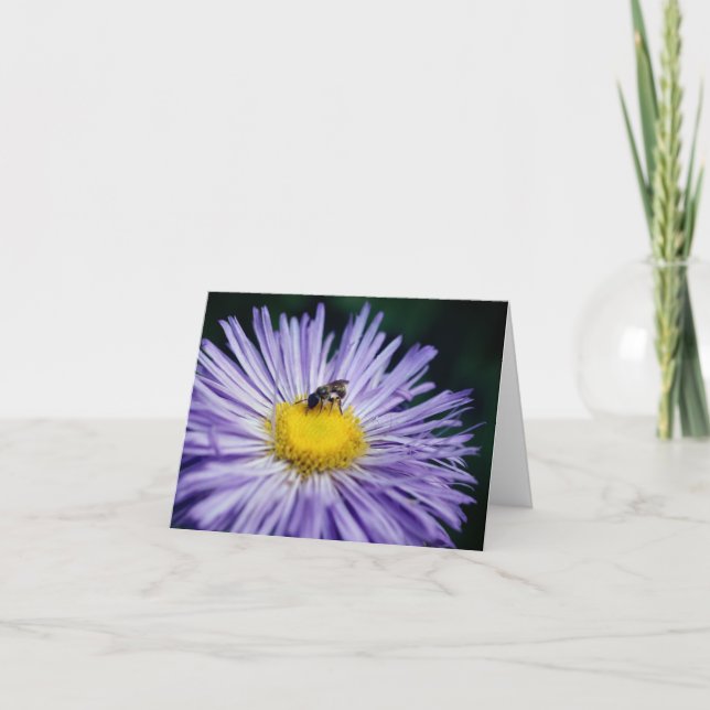 Bee On Purple Daisy Flower Photography  Note Card (Front)