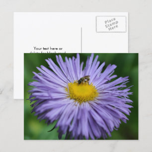 Bee On Purple Daisy Flower Photography Postcard