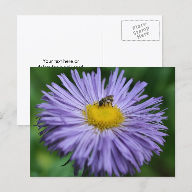 Bee On Purple Daisy Flower Photography  Postcard (Front/Back)