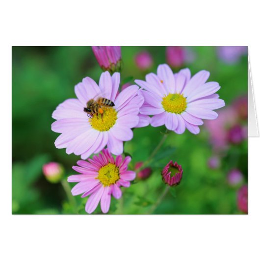 Bee On Purple Flower Blank Inside Photo Note Card (Front Horizontal)