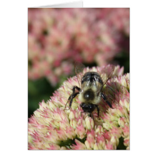 bee on sedum cards