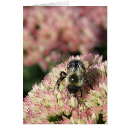 bee on sedum cards (Front)