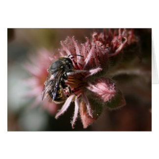 Bee on sempervivum cards