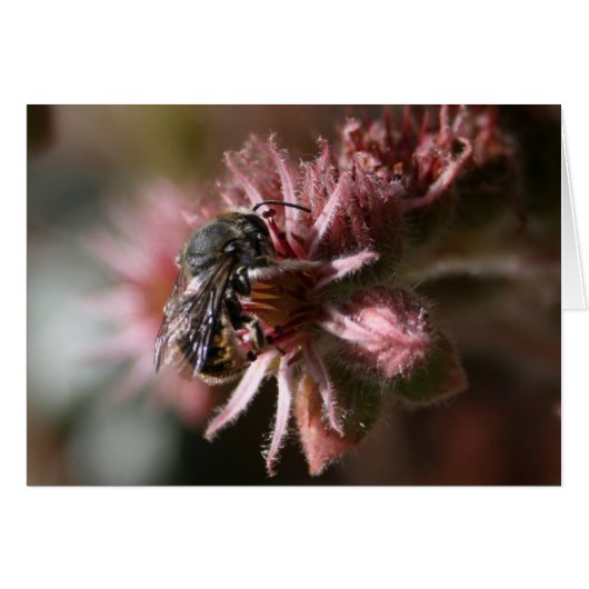 Bee on sempervivum cards (Front Horizontal)
