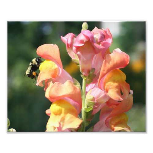 Bee On Snapdragon Flower 10x8 Nature Print