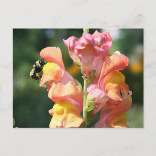 Bee On Snapdragon Flower Photo Postcard