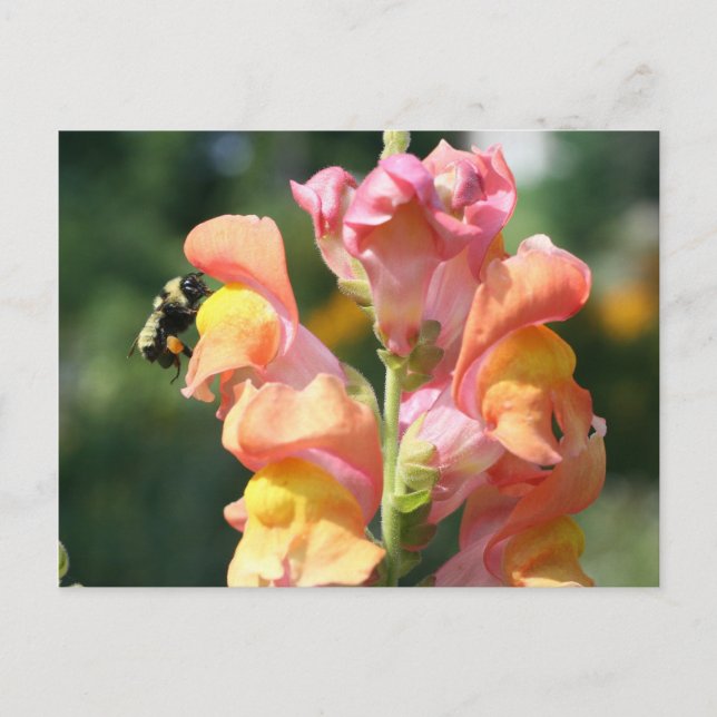 Bee On Snapdragon Flower Photo Postcard (Front)