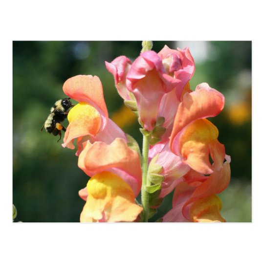 Bee On Snapdragon Flower Photo Postcard Zazzle