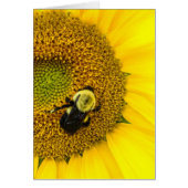 Bee on Sunflower (Front)