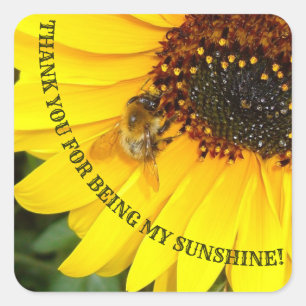 Bee on Sunflower You are my Sunshine Square Sticker