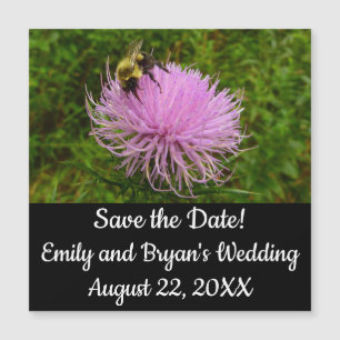 Bee on Thistle Flower Nature