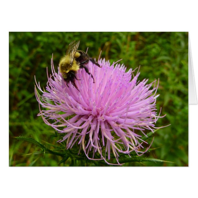 Bee on Thistle Flower Nature Card (Front Horizontal)