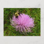 Bee on Thistle Flower Nature Postcard